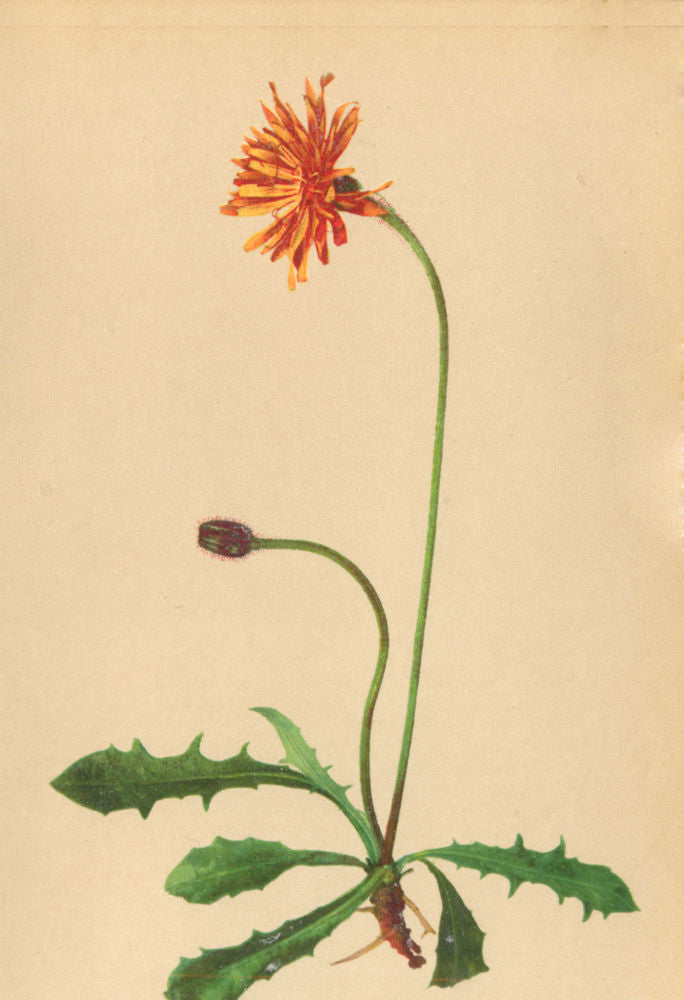 ALPENFLORA ALPINE FLOWERS. Crepis aurea (L. ) Cass-Goldpipau 1897 print